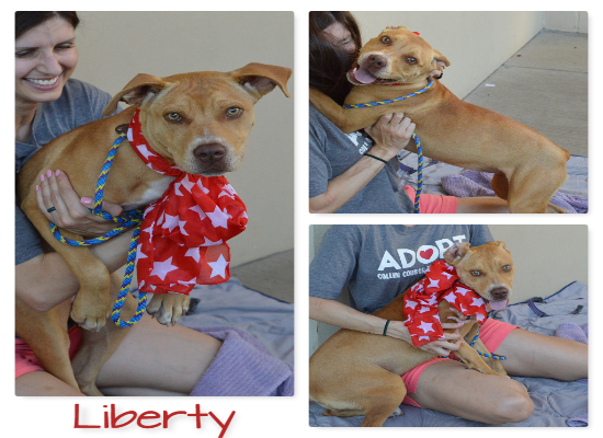Freemont’s Furry Friends-Liberty  ADOPTED!!
