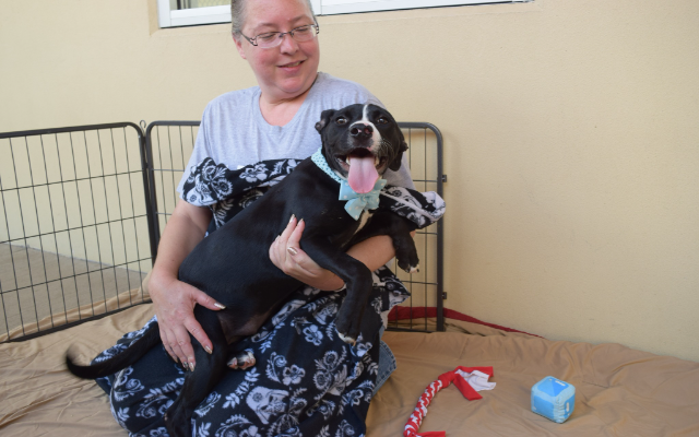 Freemont’s Furry Friends-Boo Boo   ADOPTED!!!