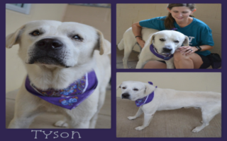 Freemont's Furry Friends-Tyson   ADOPTED!!