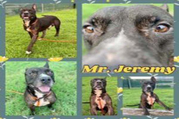 Freemont’s Furry Friends-Mr Jeremy