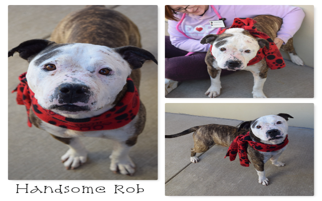 Freemont's Furry Friends-Handsome Rob