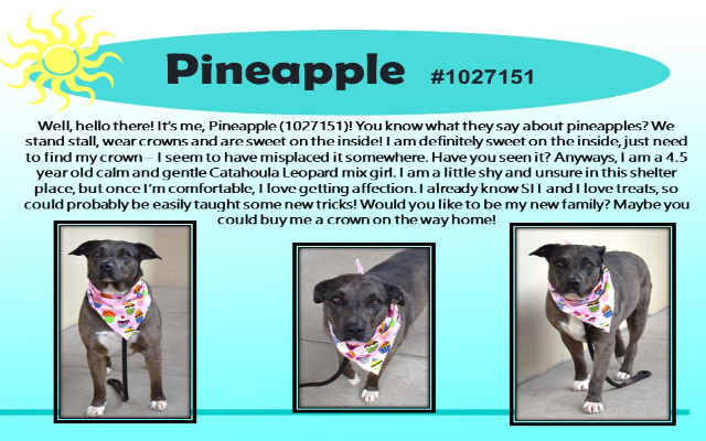 Freemont's Furry Friends-Pineapple  ADOPTED!!