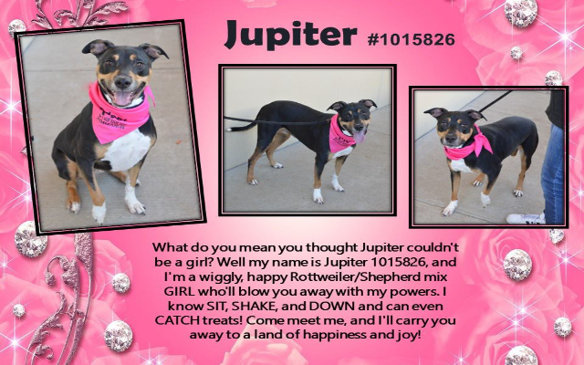 Freemont’s Furry Friends-Jupiter  ADOPTED!
