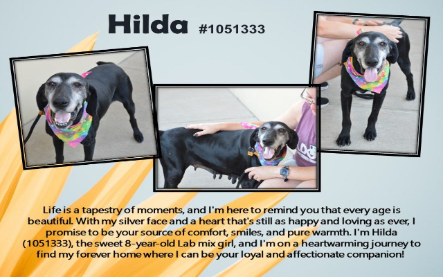 Freemont’s Furry Friends-Hilda    RESCUED!!