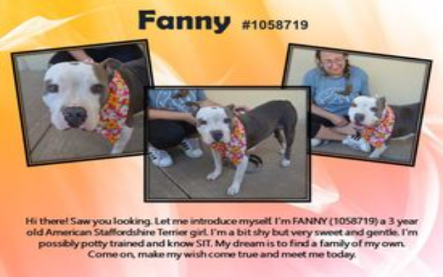 Freemont’s Furry Friends-Fanny
