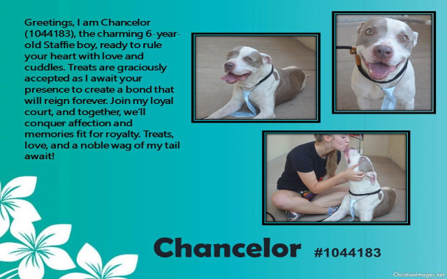 Freemont’s Furry Friends-Chancelor  ADOPTED!!