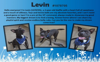 Freemont's Furry Friends-Levin